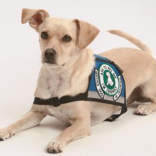 service dog in training